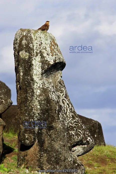 : Chimango caracara (Milvago chimango) perched on : Chimango caracara (Milvago chimango) perched on