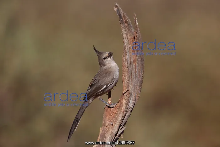 : Chiming Wedgebill : Chiming Wedgebill