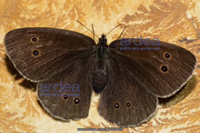 : Chimney sweep, brown wood bird (Aphantopus hyperantus) : Chimney sweep, brown wood bird (Aphantopus hyperantus)
