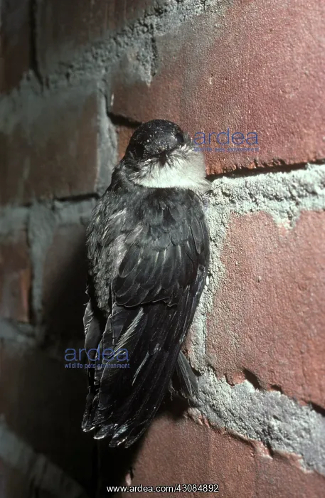 : Chimney Swift : Chimney Swift