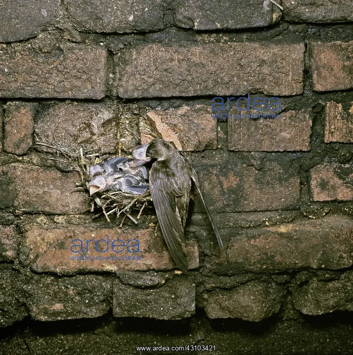  : Chimney Swift feeding young in nest