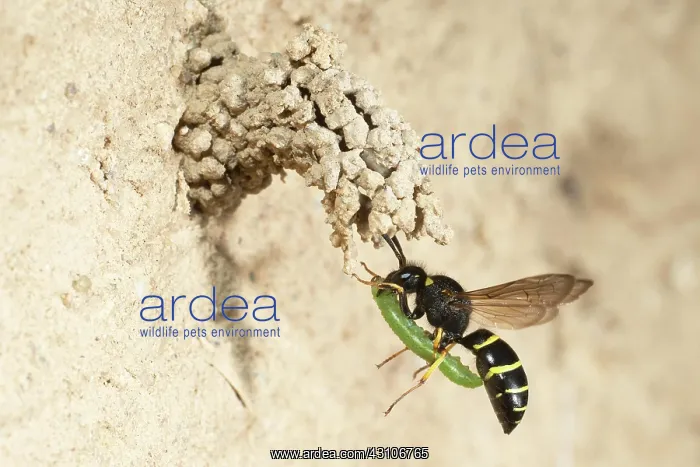 : Chimney wasp approaching the cave with weevil larva : Chimney wasp approaching the cave with weevil larva