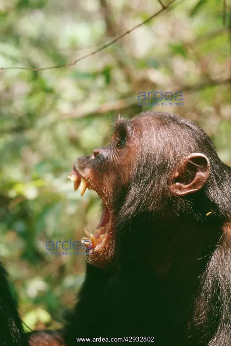 : Chimpanzee -16 year old, yawning : Chimpanzee -16 year old, yawning