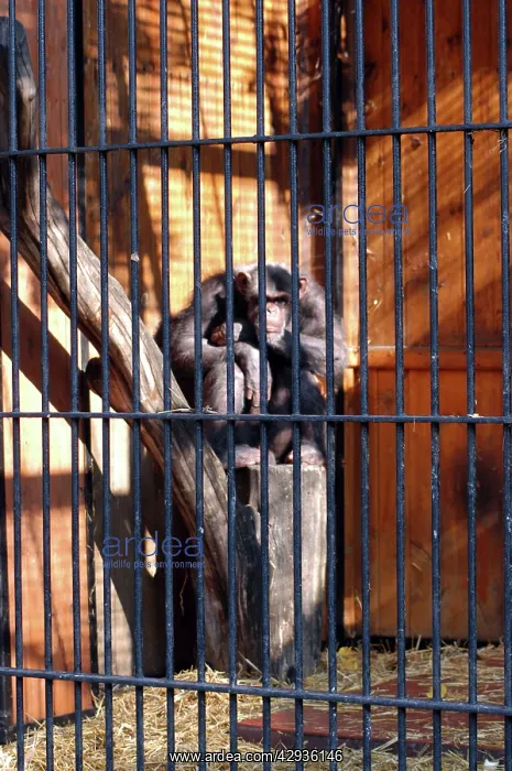 : Chimpanzee, 20 years in captivity (Warsaw 2005) : Chimpanzee, 20 years in captivity (Warsaw 2005)