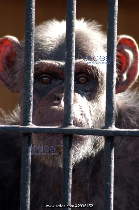 : Chimpanzee, 20 years in captivity (Warsaw 2005) : Chimpanzee, 20 years in captivity (Warsaw 2005)