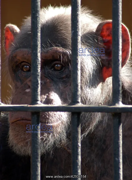 : Chimpanzee, 20 years in captivity (Warsaw 2005) : Chimpanzee, 20 years in captivity (Warsaw 2005)