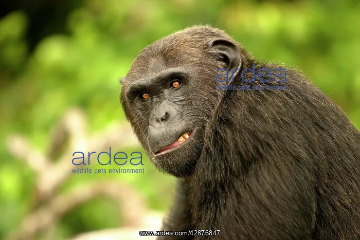  : CHIMPANZEE