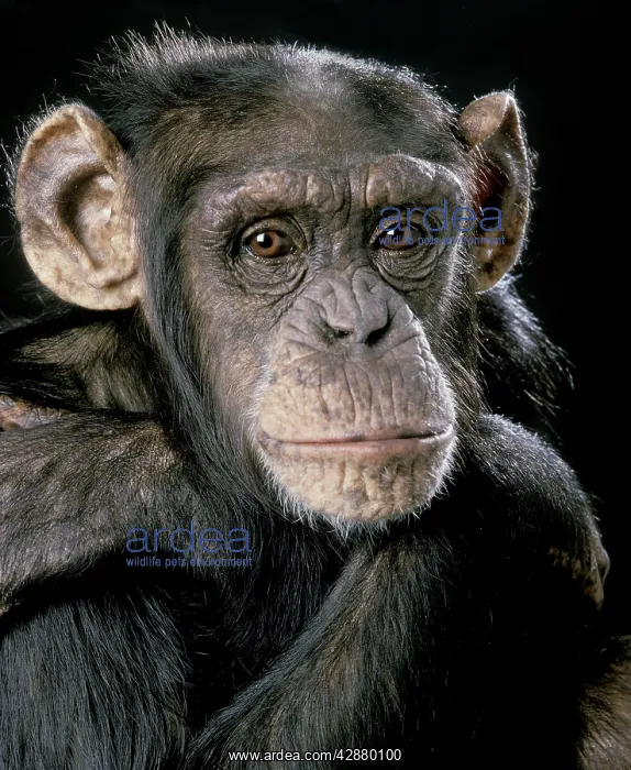 : Chimpanzee : Chimpanzee