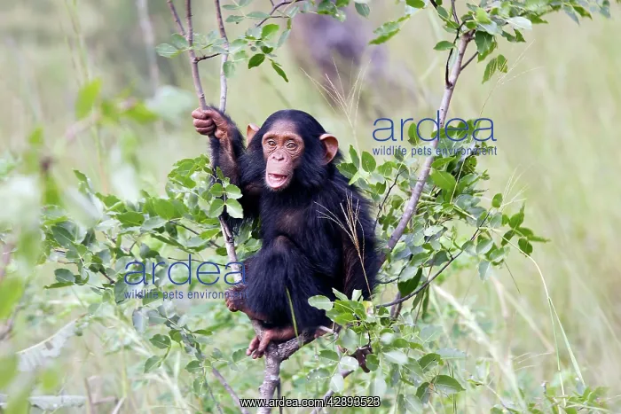 : Chimpanzee : Chimpanzee