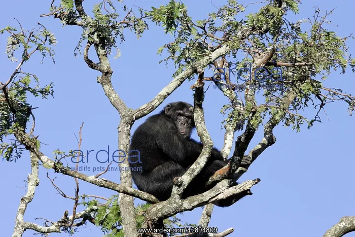 : Chimpanzee : Chimpanzee