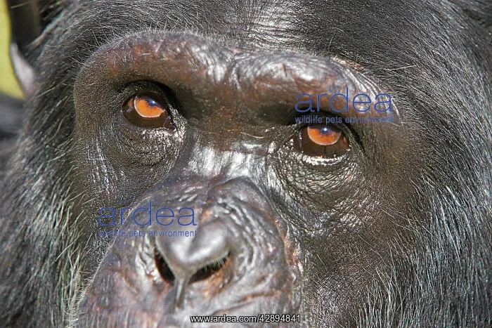 : Chimpanzee : Chimpanzee