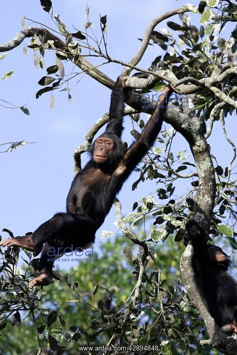 : Chimpanzee : Chimpanzee