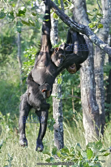 : Chimpanzee : Chimpanzee