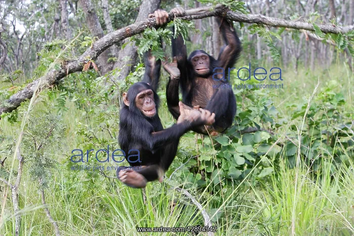 : Chimpanzee : Chimpanzee