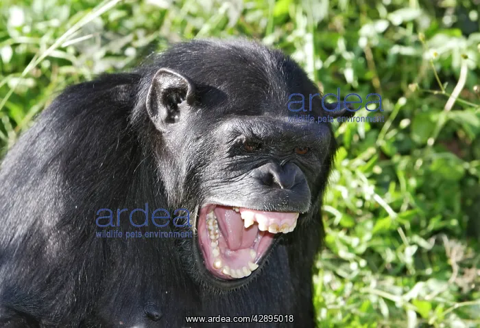 : Chimpanzee : Chimpanzee