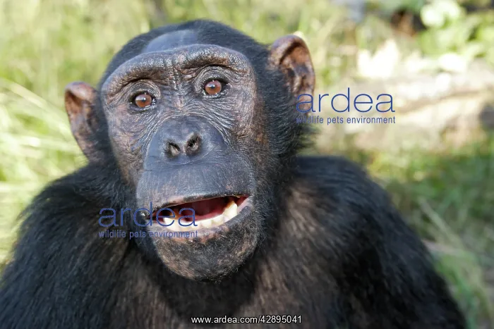: Chimpanzee : Chimpanzee