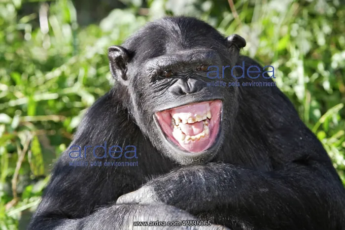: Chimpanzee : Chimpanzee