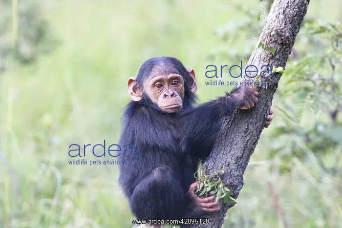 : Chimpanzee : Chimpanzee