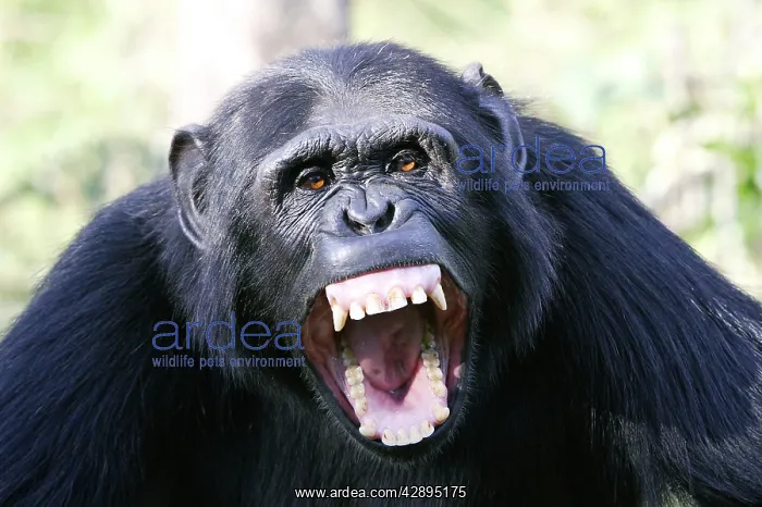 : Chimpanzee : Chimpanzee