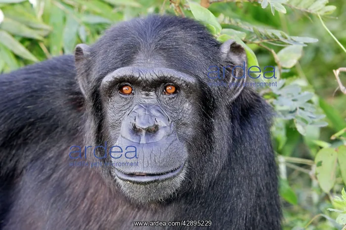  : Chimpanzee