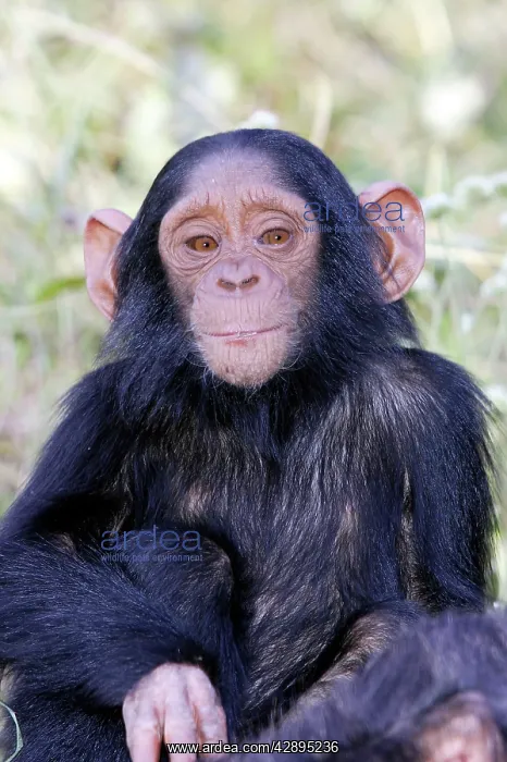 : Chimpanzee : Chimpanzee