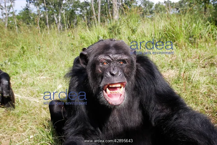 : Chimpanzee : Chimpanzee