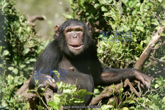 : Chimpanzee : Chimpanzee