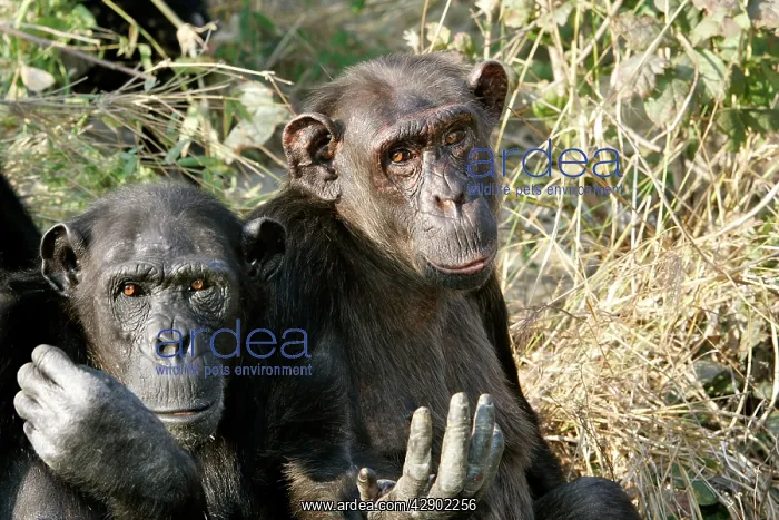 : Chimpanzee - two : Chimpanzee - two
