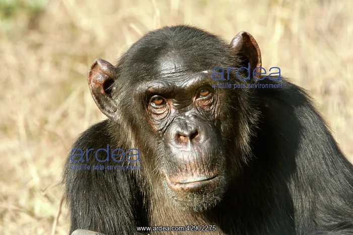 : Chimpanzee : Chimpanzee