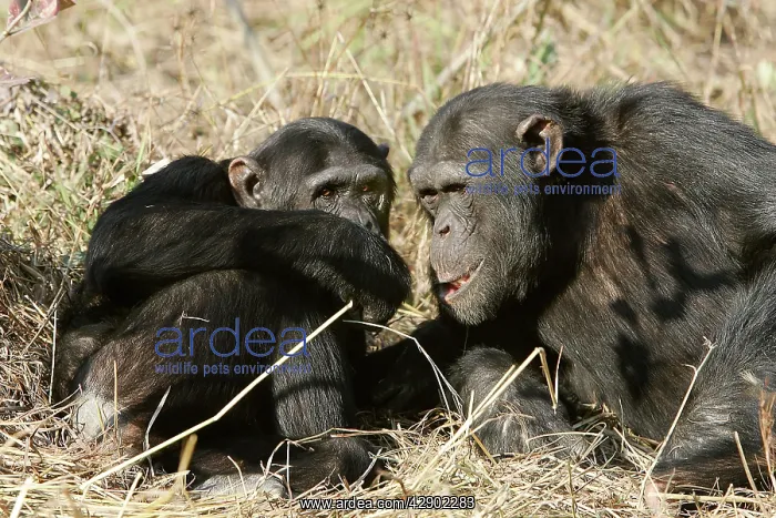 : Chimpanzee - two : Chimpanzee - two