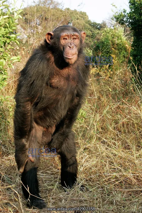 : Chimpanzee : Chimpanzee