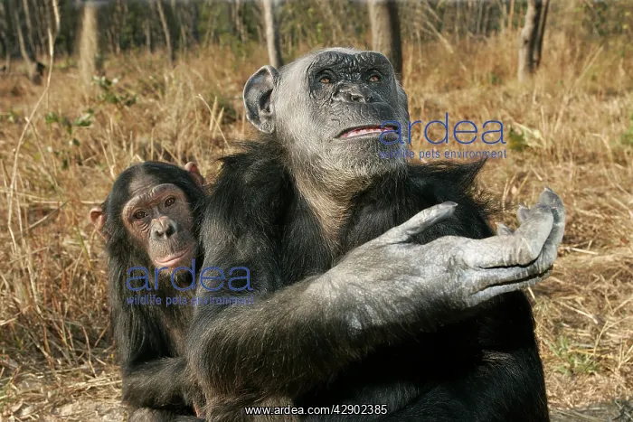 : Chimpanzee - two : Chimpanzee - two