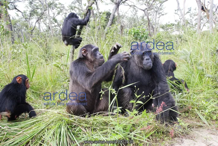 : Chimpanzee : Chimpanzee