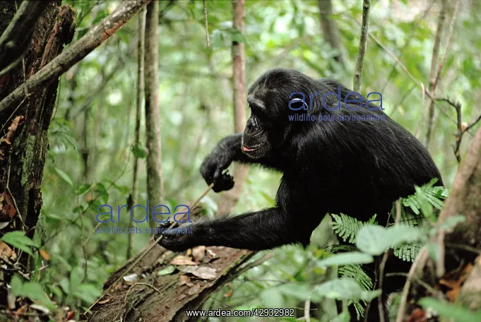 : CHIMPANZEE : CHIMPANZEE