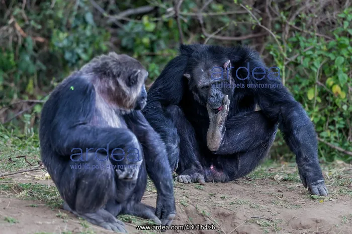 : Chimpanzee : Chimpanzee