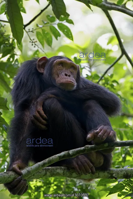 : Chimpanzee : Chimpanzee