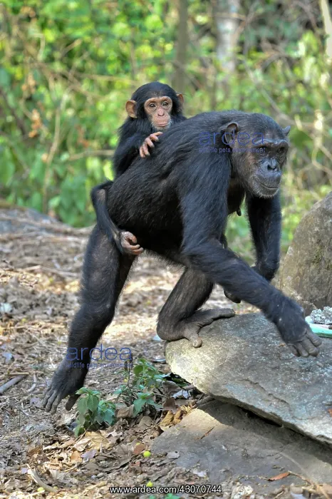 : Chimpanzee : Chimpanzee
