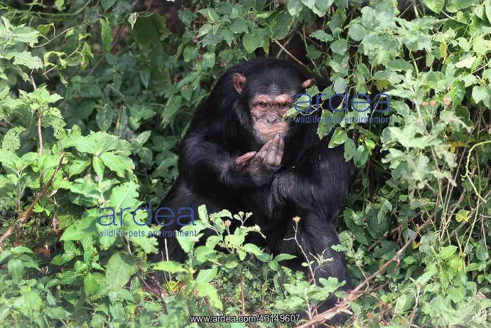 : Chimpanzee : Chimpanzee