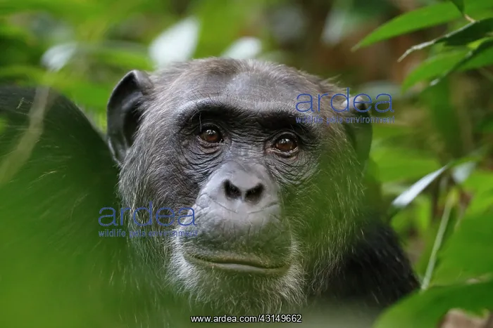 : Chimpanzee : Chimpanzee
