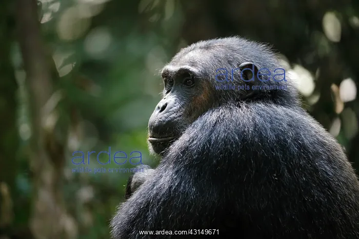 : Chimpanzee : Chimpanzee