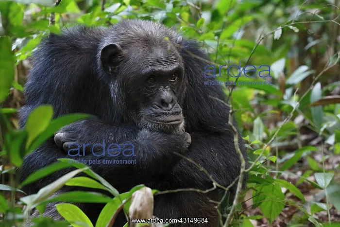 : Chimpanzee : Chimpanzee
