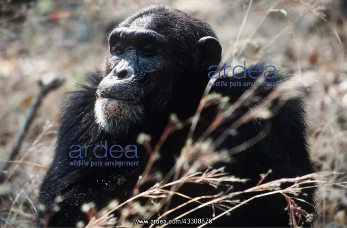  : CHIMPANZEE