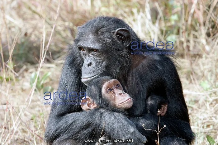 : Chimpanzee - adult cuddling baby : Chimpanzee - adult cuddling baby