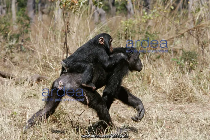 : Chimpanzee - adult giving piggy-back to young : Chimpanzee - adult giving piggy-back to young