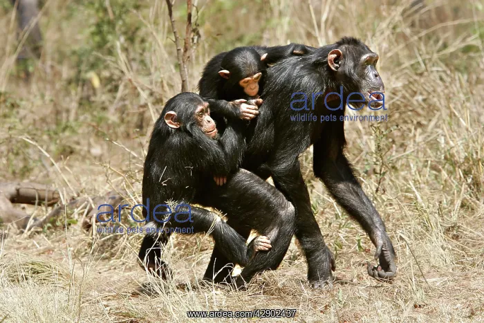 : Chimpanzee - adult giving piggy-back to young : Chimpanzee - adult giving piggy-back to young