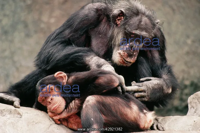 : Chimpanzee - adult grooming young : Chimpanzee - adult grooming young
