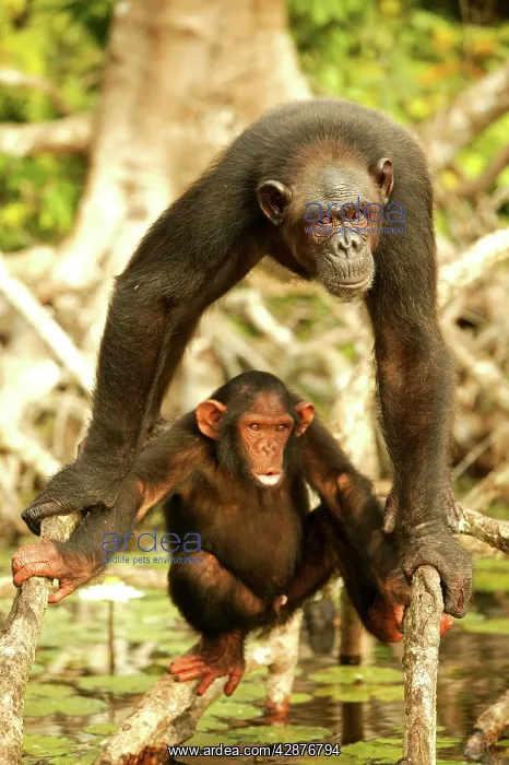 : Chimpanzee - Adult and young : Chimpanzee - Adult and young