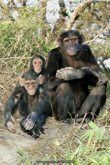 : Chimpanzee - adult with young : Chimpanzee - adult with young