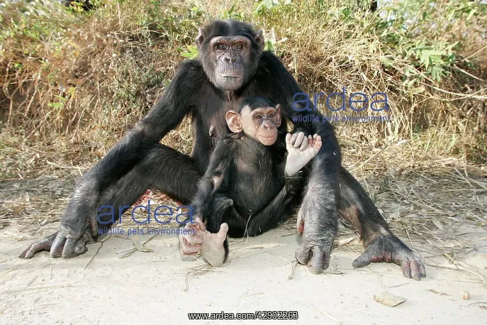 : Chimpanzee - adult with young : Chimpanzee - adult with young