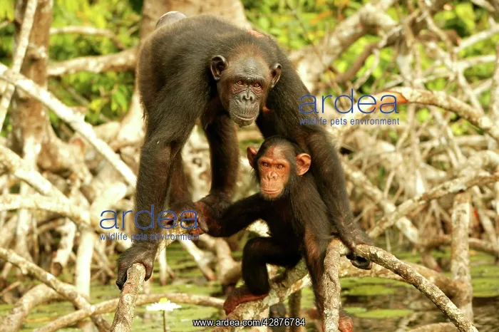 : CHIMPANZEE - adult and young standing up on branches : CHIMPANZEE - adult and young standing up on branches